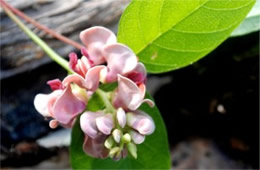 Apios americana - Groundnut