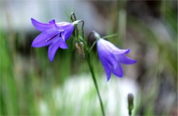 Campanula rotundifolia - Bluebell Bellflower