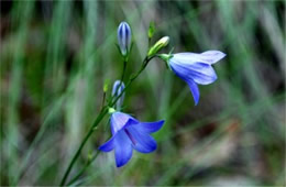 Campanula rotundifolia - Bluebell Bellflower