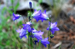 Campanula rotundifolia - Bluebell Bellflower