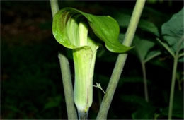 Arisaema triphyllum - Jack-in-the-Pulpit