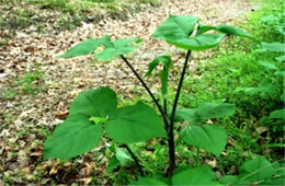 Arisaema triphyllum - Jack-in-the-Pulpit