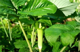 Arisaema triphyllum - Jack-in-the-Pulpit