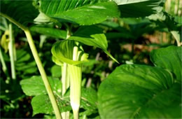 Arisaema triphyllum - Jack-in-the-Pulpit