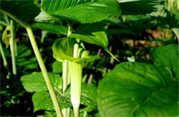 Arisaema triphyllum - Jack-in-the-Pulpit