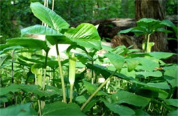 Arisaema triphyllum - Jack-in-the-Pulpit