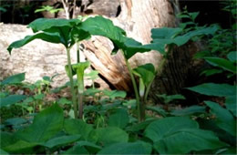 Arisaema triphyllum - Jack-in-the-Pulpit