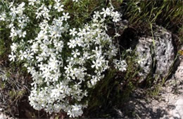 Phlox longifolia - Longleaf Phlox