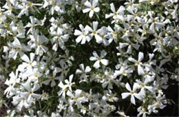 Phlox longifolia - Longleaf Phlox