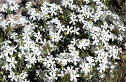 Phlox longifolia - Longleaf Phlox