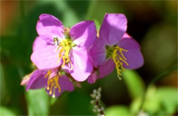 Rhexia virginica - Meadow Beauty