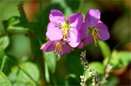 Rhexia virginica - Meadow Beauty