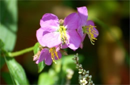 Rhexia virginica - Meadow Beauty