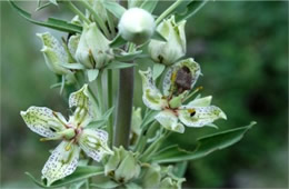 Frasera speciosa - Monument Plant