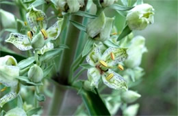 Frasera speciosa - Monument Plant