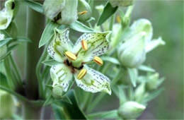 Frasera speciosa - Monument Plant