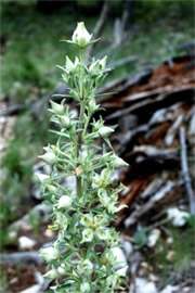 Frasera speciosa - Monument Plant