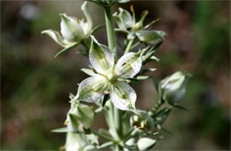 Frasera speciosa - Monument Plant