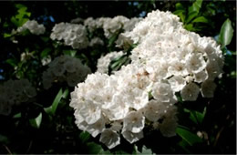 Kalmia latifolia - Mountain Laurel