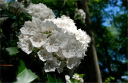 Kalmia latifolia - Mountain Laurel