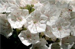 Kalmia latifolia - Mountain Laurel