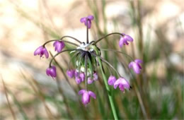 Allium cernuum - Nodding Onion