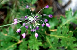 Allium cernuum - Nodding Onion