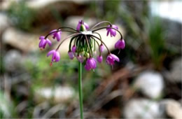 Allium cernuum - Nodding Onion