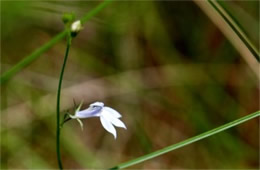 Lobelia nuttallii - Nuttall's Lobelia