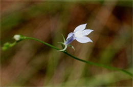 Lobelia nuttallii - Nuttall's Lobelia