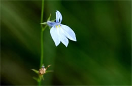 Lobelia nuttallii - Nuttall's Lobelia