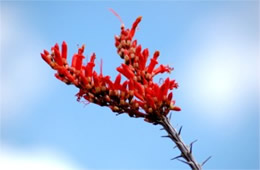 Fouquieria splendens - Ocotillo Flowers