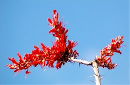 Fouquieria splendens - Ocotillo Flowers