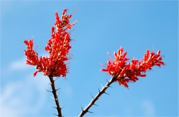 Fouquieria splendens - Ocotillo Flowers