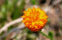 Polygala lutea - Orange Milkwort