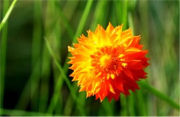 Polygala lutea - Orange Milkwort