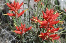 Castilleja sp. - Indian Paintbrush