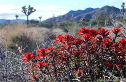 Castilleja sp. - Indian Paintbrush