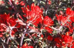 Castilleja sp. - Indian Paintbrush