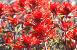 Castilleja sp. - Indian Paintbrush