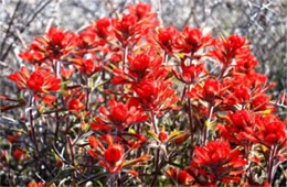 Castilleja sp. - Indian Paintbrush