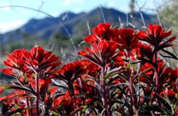 Castilleja sp. - Indian Paintbrush