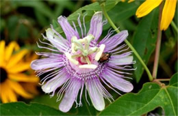 Passiflora incarnata - Passion Flower Vine