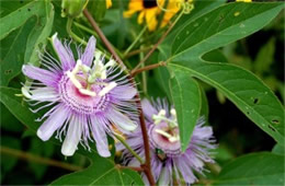 Passiflora incarnata - Passion Flower Vine