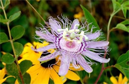 Passiflora incarnata - Passion Flower Vine