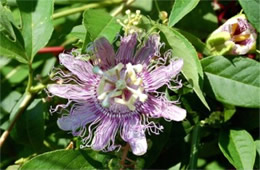 Passiflora incarnata - Passion Flower Vine