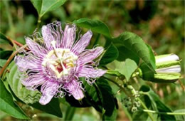 Passiflora incarnata - Passion Flower Vine