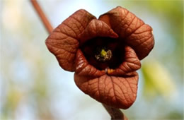 Asimina triloba - Pawpaw