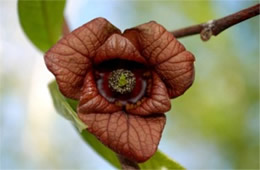 Asimina triloba - Pawpaw