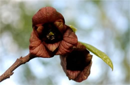 Asimina triloba - Pawpaw